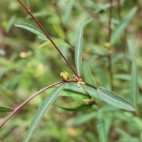 Microstachys chamaelea (L.) Müll.Arg.